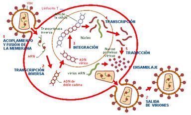 Ciclo biolgico del VIH
